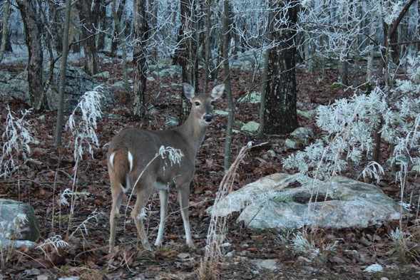 Cheaha Deer Jennifer McGuire