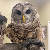 conservation fair owl