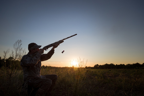 dove shoot