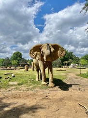 Bulwagi the elephant from the Birmingham Zoo