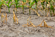 Stock image of crops suffering due to drought