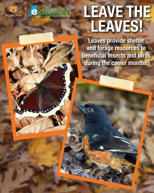 Extension Service - leave the leaves