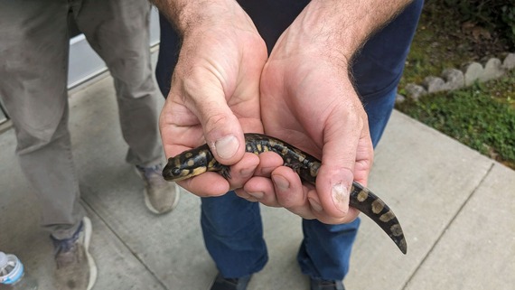 picture of Norman the tiger salamander