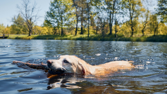 Yellow labrador swimming