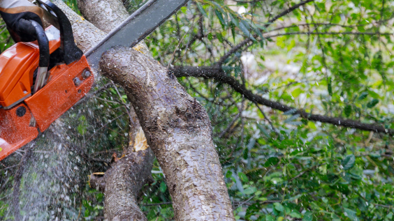Chainsaw cutting tree
