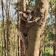 Koala Drake