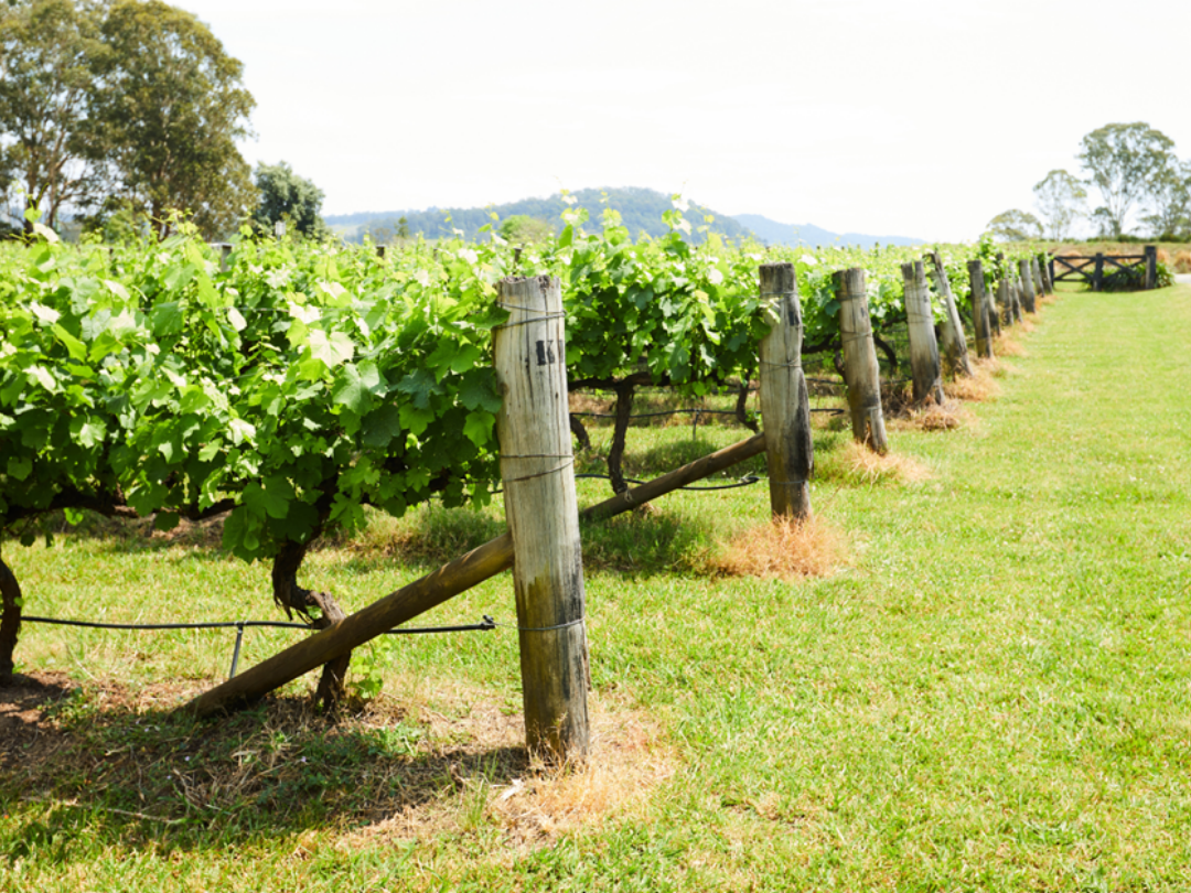 Gap Hill Wines Vineyard