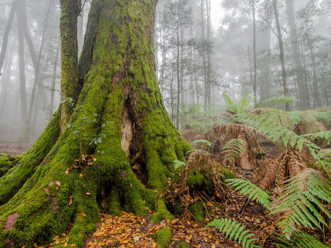 Foggy Barrington Tops