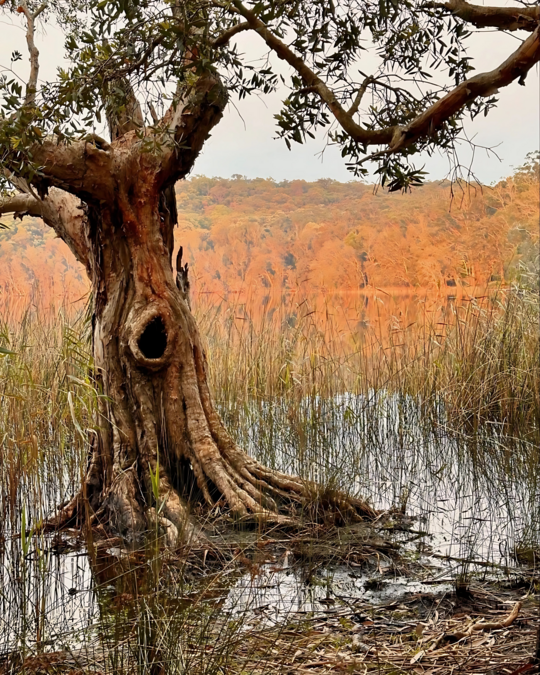 southern estuaries