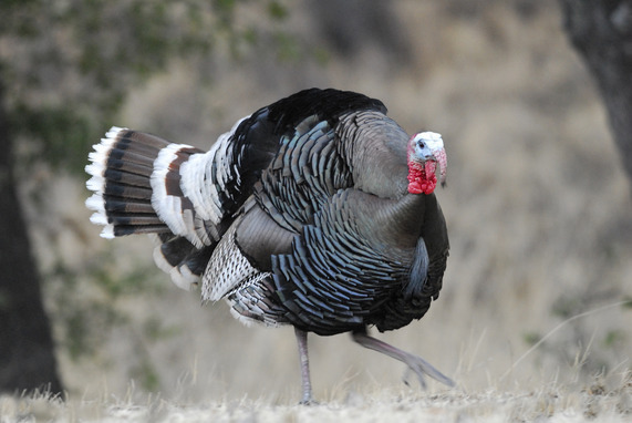 Turkey wildlife