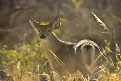 Deer wildlife
