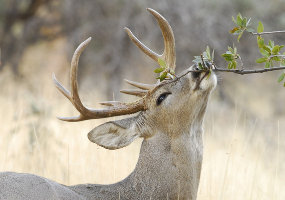 White-tailed deer wildlife