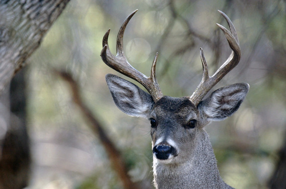 White-tailed deer wildlife