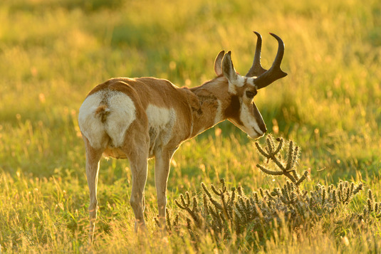 American pronghorn