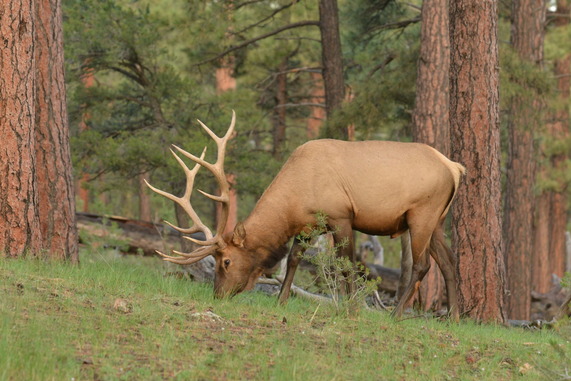 Bull elk