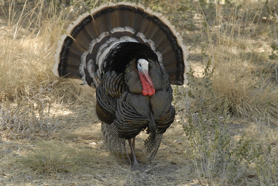 Gould's turkey
