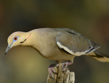 White-winged dove