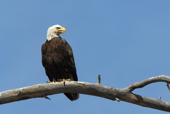 Bald eagle