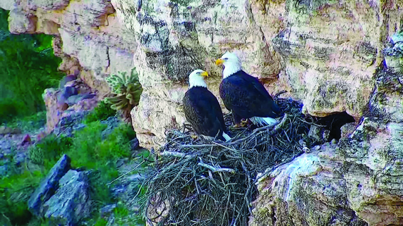 bald eagle pair on nest