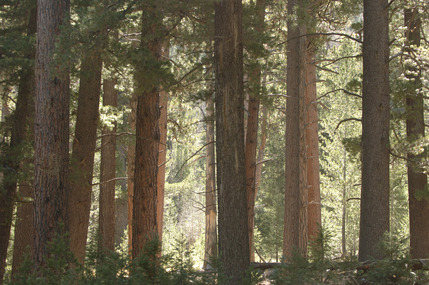 Landscape trees mountains