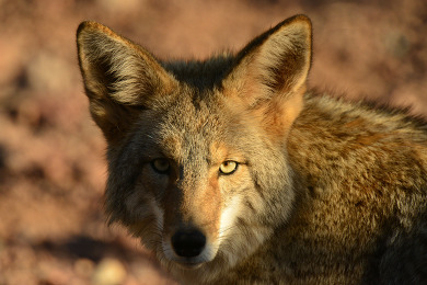 Coyote wildlife
