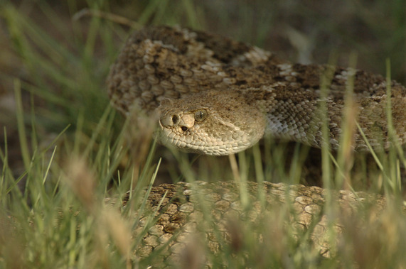Western Rattlesnake