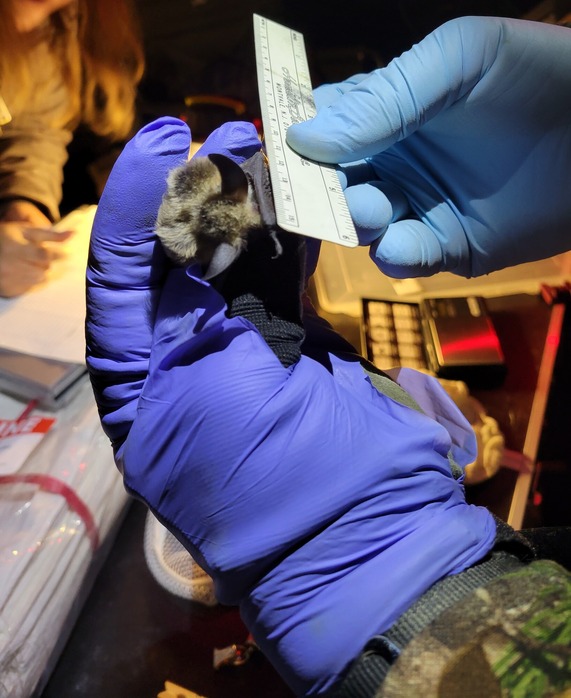 bat wing measurement