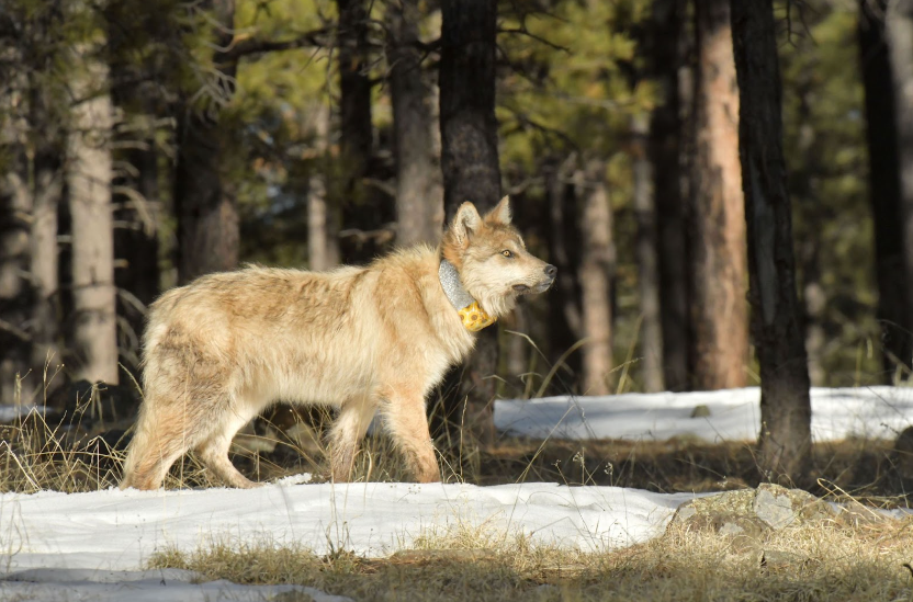 Undated photo file of Mexican wolf