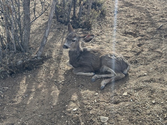 rescued fawn