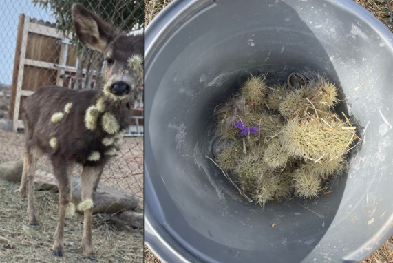 cholla-covered fawn and bucket of cholla