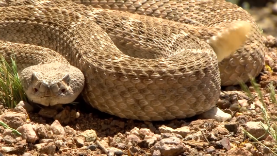 rattlesnake coiled