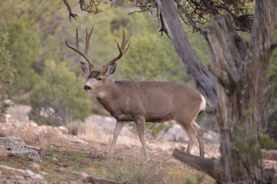 Kaibab Mule Deer