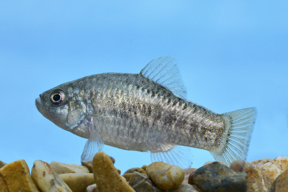 desert pupfish