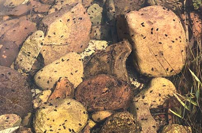 New Zealand mudsnails April 2025 FR