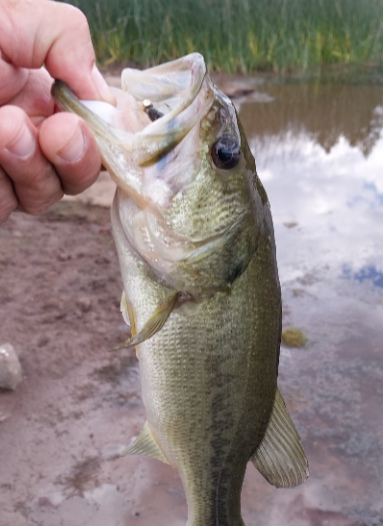 White Horse Lake April 2025 FR