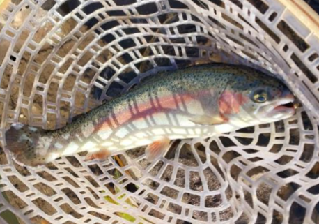 Frances Short Pond April 14