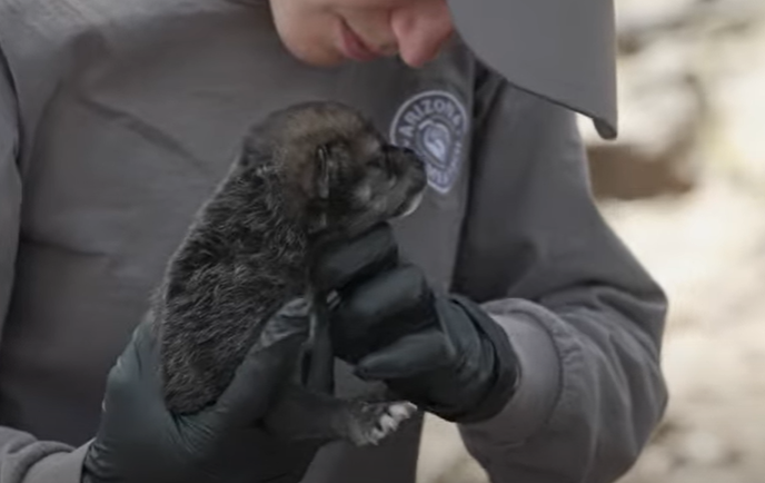 Fostering of Mexican wolf pup