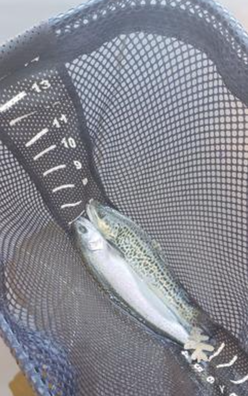 Strogen article fishing with two flies