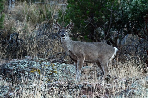 2025-26 Arizona Hunting Regulations cover image Coues' white-tailed deer