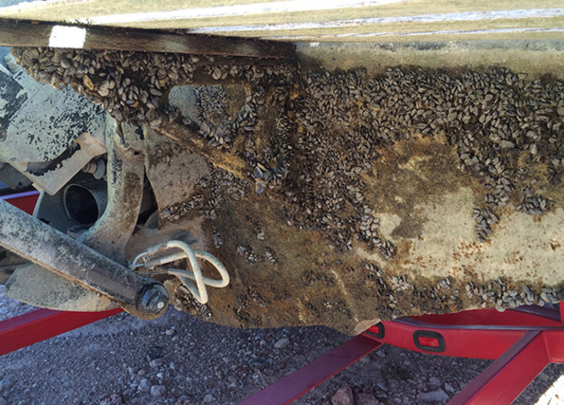 Quagga mussels under boat