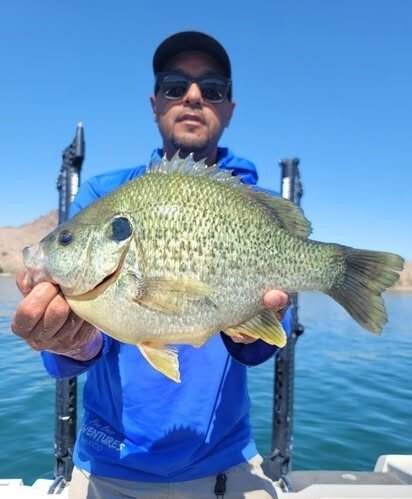 Joshua D shellcracker Havasu