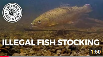 Illegal fish stocking title slide