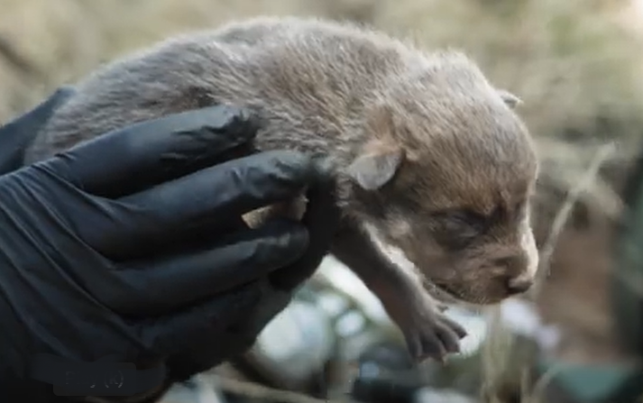 Wolf pup foster undated file photo