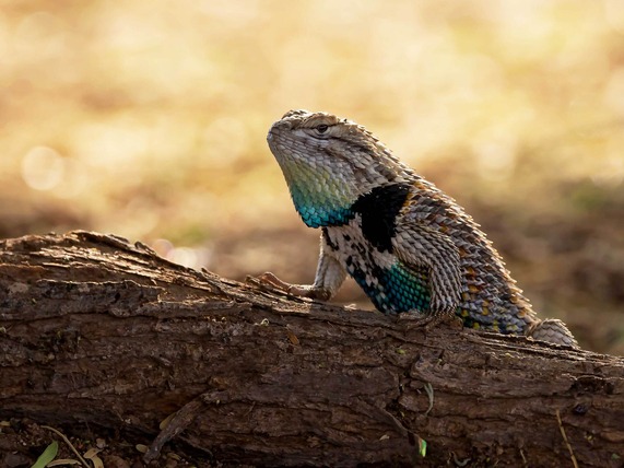 2024 photo contest best in show_Desert spiny lizard by Randi Najac