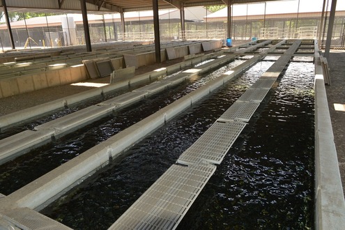 Page Springs fish hatchery