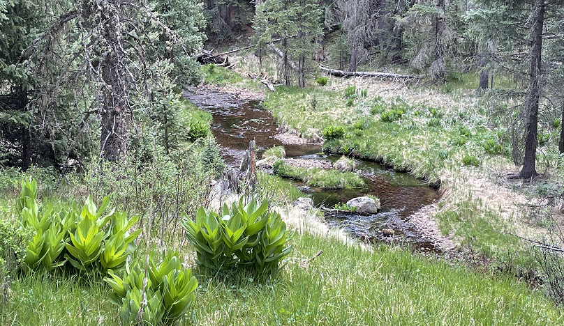 West Fork LCR June 2025