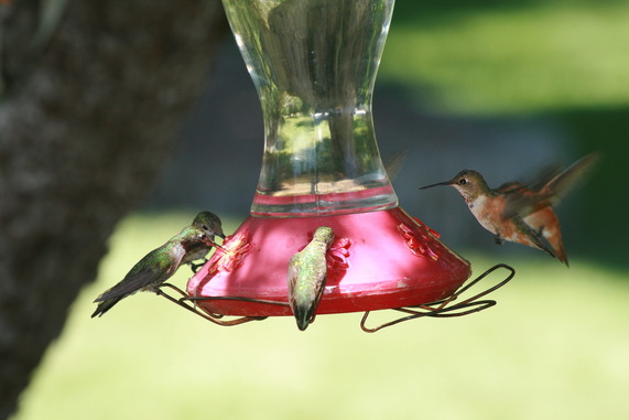 Hummingbird Feeder
