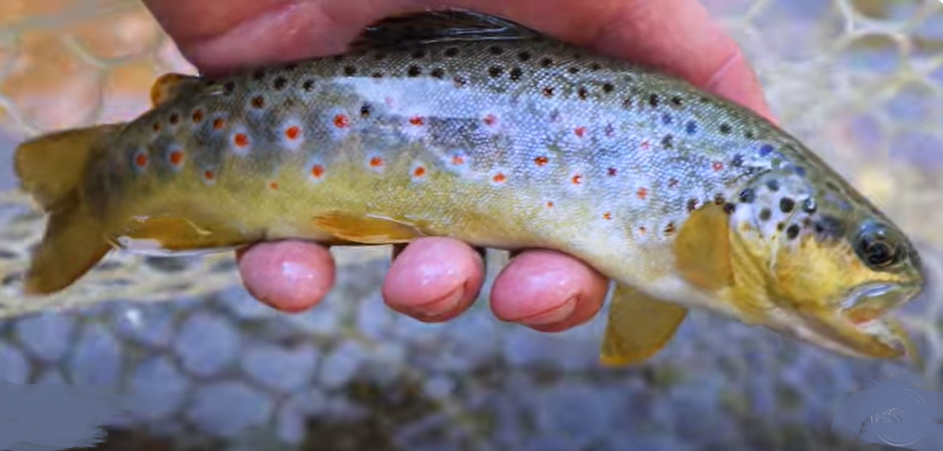 Sam Simmons brown trout