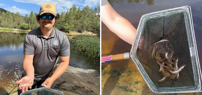 Tiger muskie combined