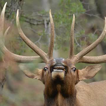 Deer, elk hunters: Register now for Chronic Wasting Disease (CWD) workshops